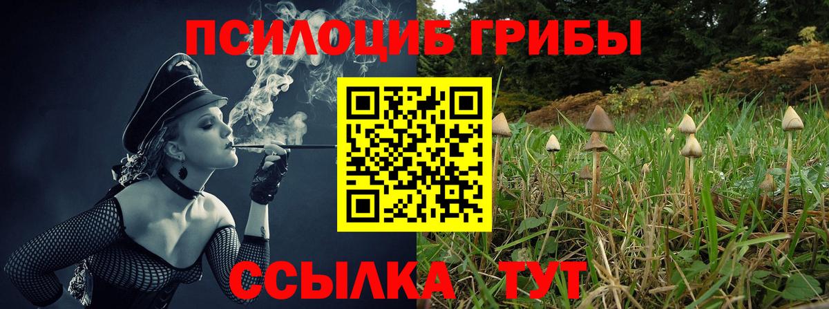Северобайкальск  Псилоцибиновые грибы Psilocybe  Вход с VPN 